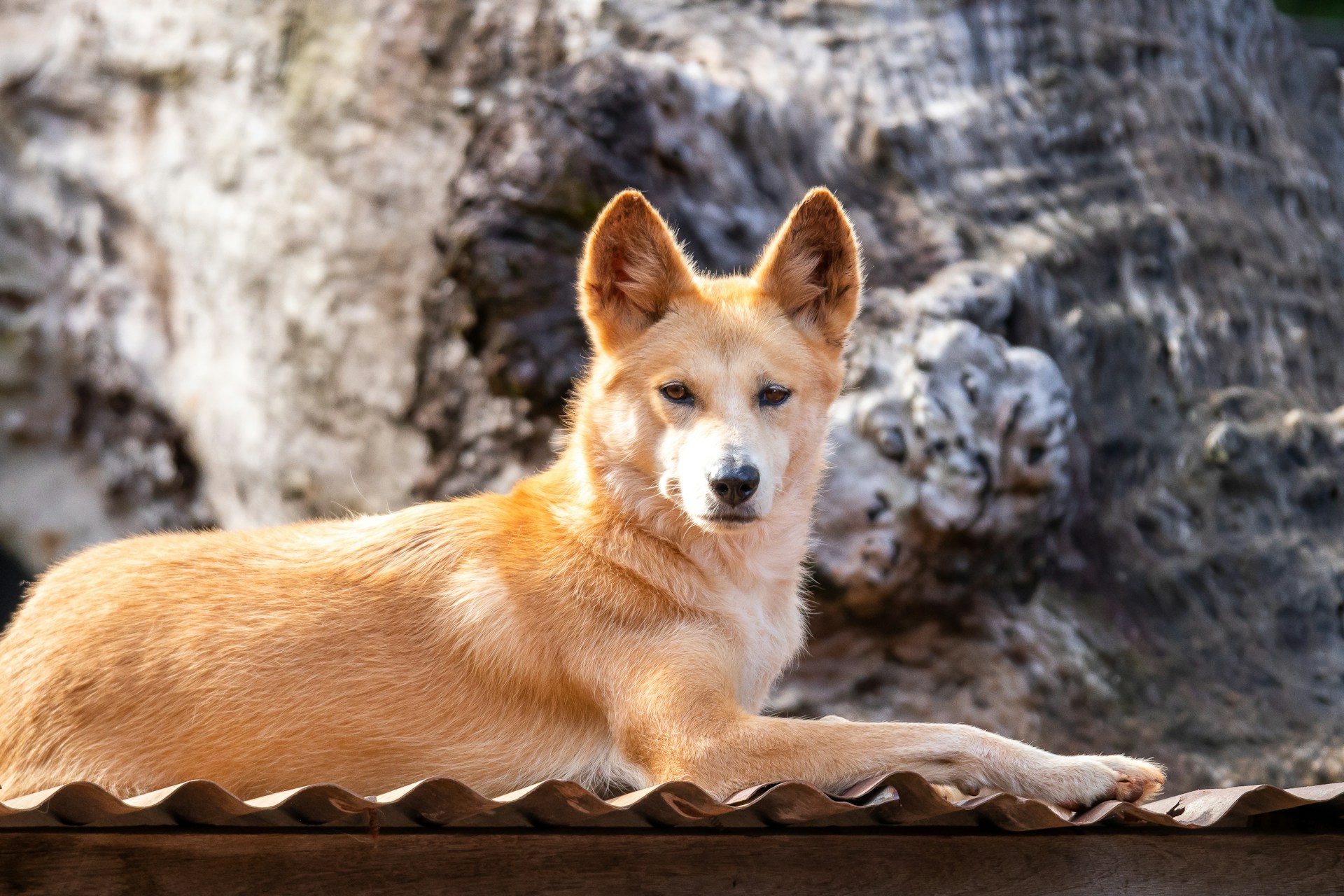 Dingo