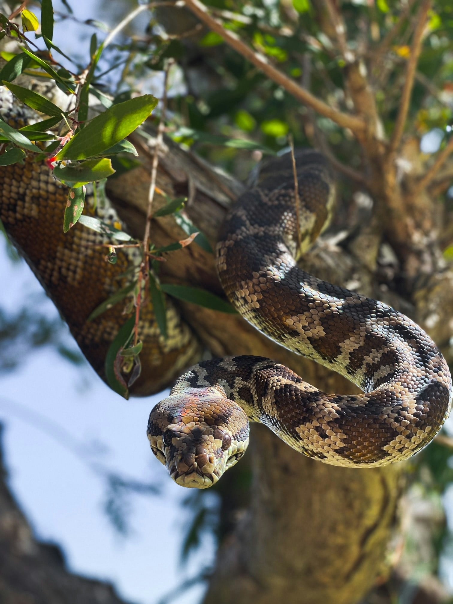 Darwin carpet python