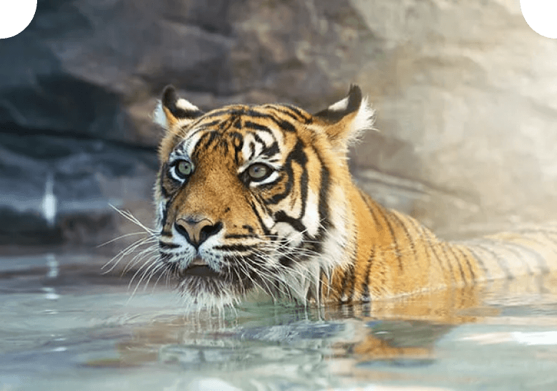 Bengal tiger