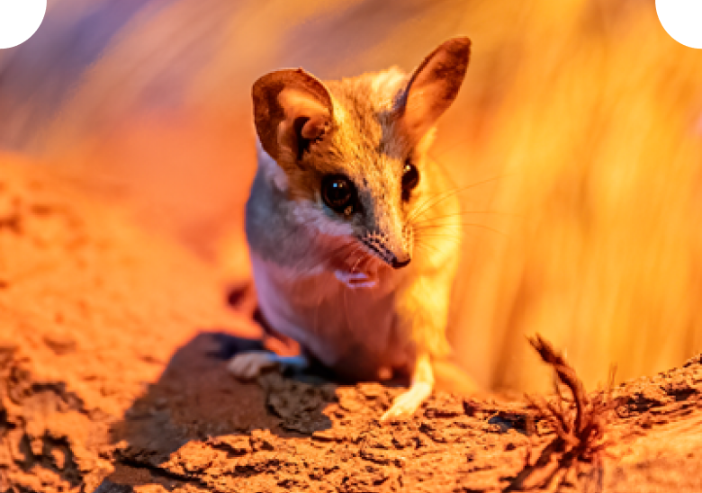 Fat-tailed dunnart