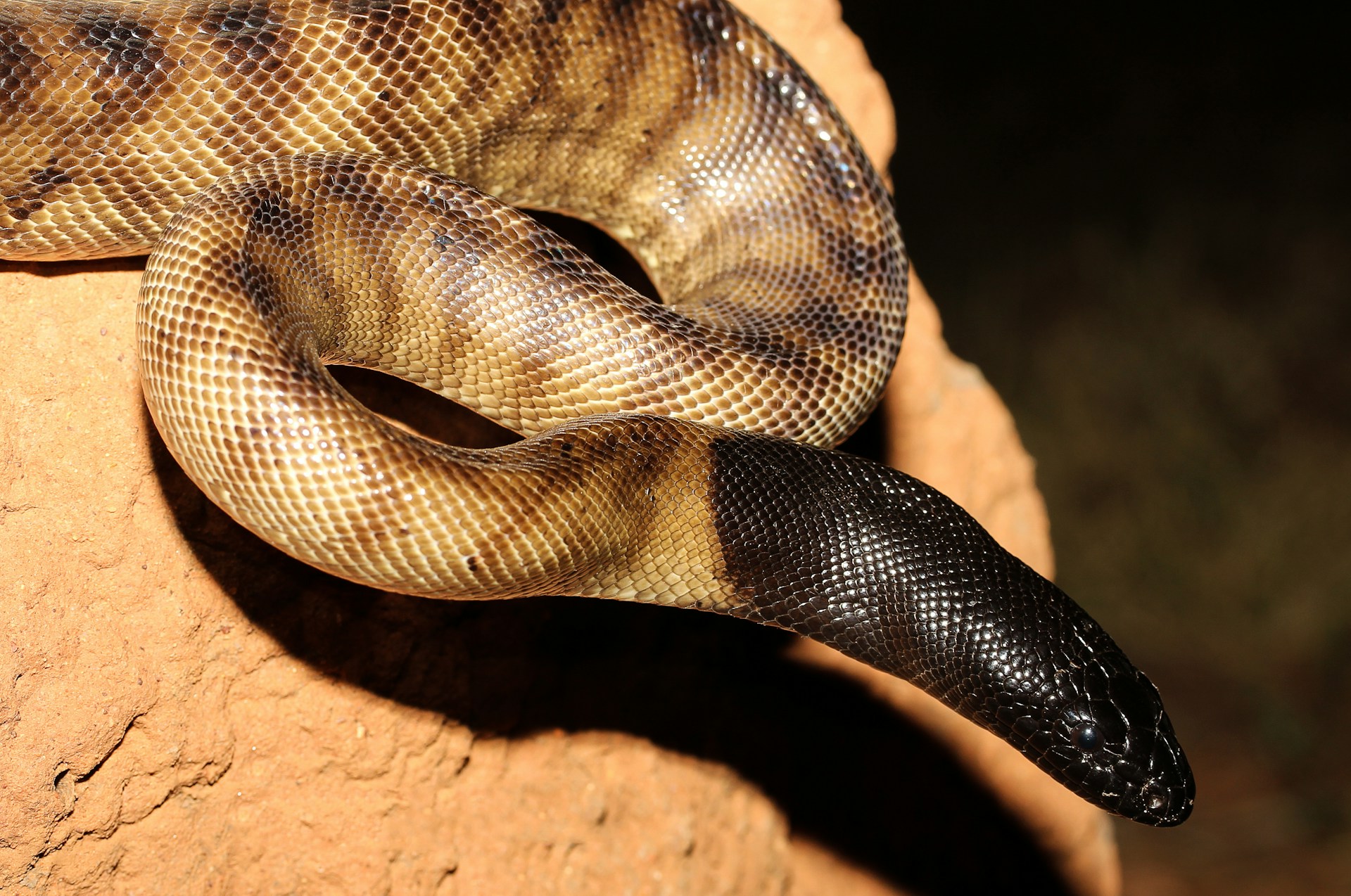 Black-headed python