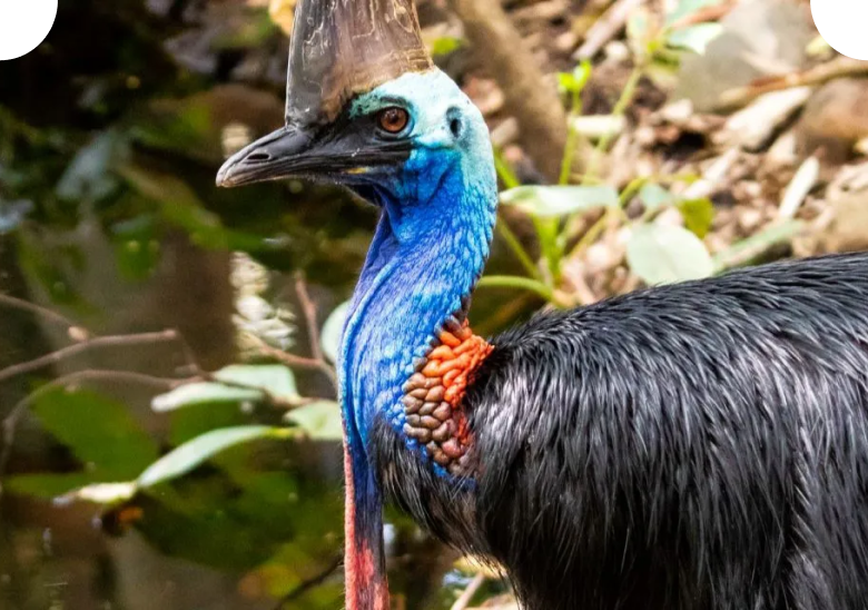 Southern cassowary